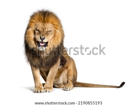 Lion pulling a face, Grouchy, and looking at the camera, isolated on white