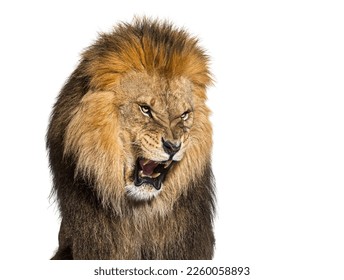 Lion pulling a face, looking at the camera and showing its teeth, isolated on white