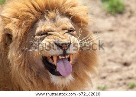Lion pulling a funny face. Animal tongue and canine teeth. Dangerous killer instinct and look of disgust. Humorous meme image of a top predator taunting or with a bad taste left in the mouth.