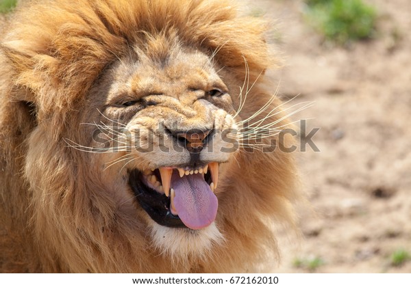 Lion pulling a funny face. Animal tongue and\
canine teeth. Dangerous killer instinct and look of disgust.\
Humorous meme image of a top predator taunting or with a bad taste\
left in the mouth.