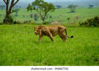 Lion In Queen Elizabeth National Park In Uganda