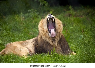 1,577 Lion raw Images, Stock Photos & Vectors | Shutterstock