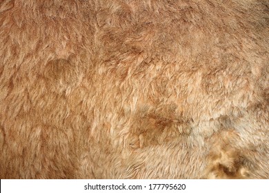 Lion Real Textured Fur On An Animal From The Zoo