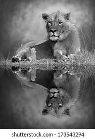 lion reflection images stock photos vectors shutterstock https www shutterstock com image photo lion reflection water 173543294