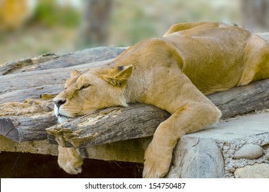 Lion resting - Powered by Shutterstock