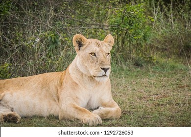 Lion resting Africa Kenya