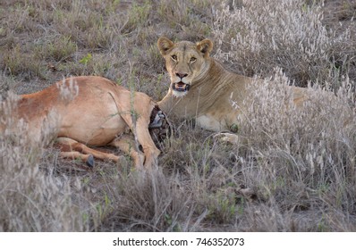 Lion Resting After Killing Gazelle