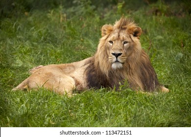 lion resting in grass - Powered by Shutterstock