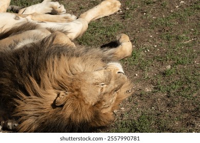 Lion Resting Grass Field Africa - Closeup of a lion resting on the grass in a field in Africa. - Powered by Shutterstock