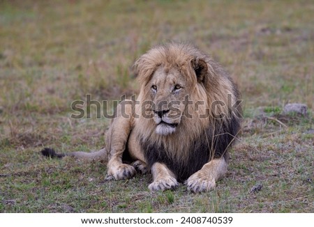 Similar – Image, Stock Photo lion in Masai Mara Kenya