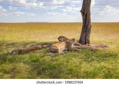 Lion resting in the shade at the savannah - Powered by Shutterstock