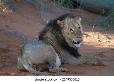 Lion Resting In Southern Namibia