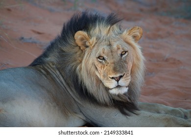 Lion Resting In Southern Namibia