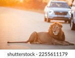 Lion road block Kruger national park, at perfect sunset hour 