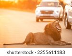 Lion road block Kruger national park, at perfect sunset hour 