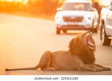 Lion road block Kruger national park, at perfect sunset hour  - Shutterstock ID 2255611183