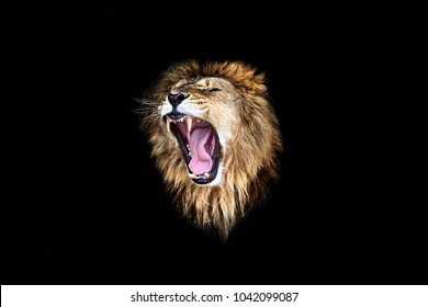 Roaring Lion Images Stock Photos Vectors Shutterstock