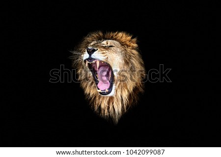 the lion roar, lion portrait