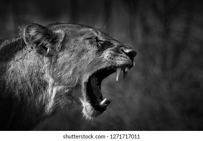 A lion roar showing its teeth and power - side profile - black and white - Greater Kruger National Park - South Africa - Powered by Shutterstock