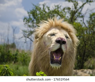 A Lion Roaring