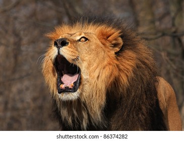 Roaring Lion Images Stock Photos Vectors Shutterstock