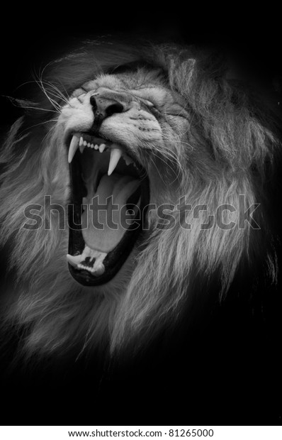 Lion Roaring Stock Photo (Edit Now) 81265000