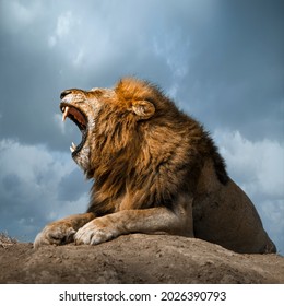 Lion roaring with a blue sky as background