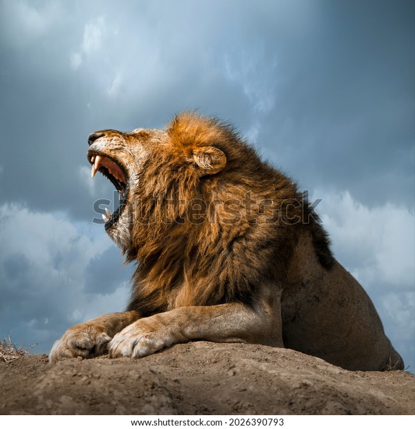 Lion roaring with a\
blue sky as background