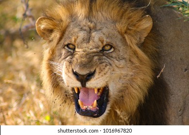 Lion roaring to the camera
