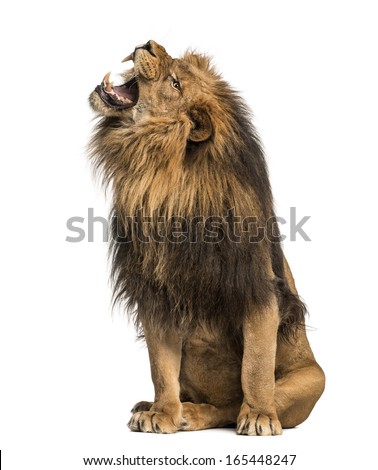 Lion roaring, sitting, Panthera Leo, 10 years old, isolated on white