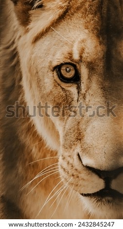 Lion, Roaring, Wild Animal, Lion Angry,  Wallpaper Lion, Angry Lion, King