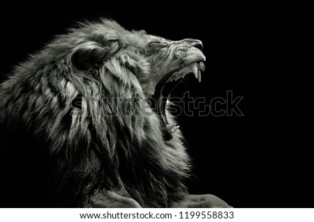 Lion roaring zoo