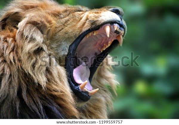 Lion roaring\
zoo