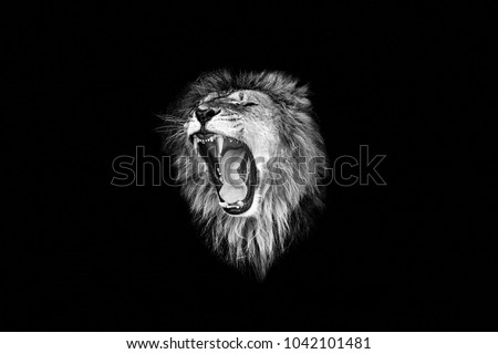 the lion roar,lion portrait