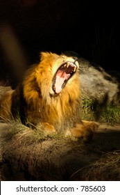 A lion roars at his best.