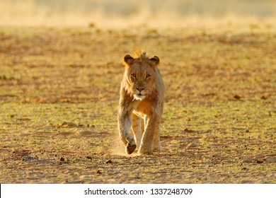 Lion running. Portrait of African lion, Panthera leo, detail of big animals, Etocha NP, Namibia, Africa. Cats in nature habitat. Greeting of male and female. - Shutterstock ID 1337248709