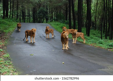 Lion At Safari Park, Indonesia