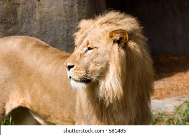 Lion @ San Francisco Zoo