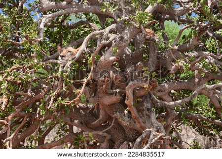 A lion with a satisfied expression of the muzzle and well disguised is resting after a hearty dinner, climbing a tree.