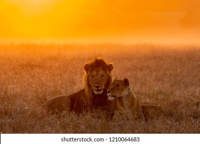 Lion In The Savannah Of The Maasai Mara