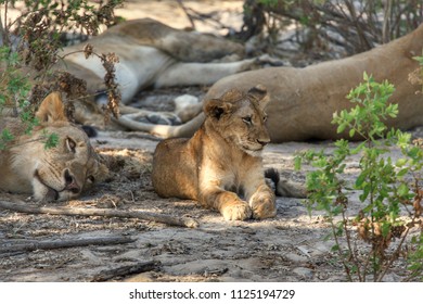 Lion In Selous Game Reserve, Tanzania