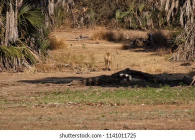 Lion In Selous Game Reserve, Tanzania