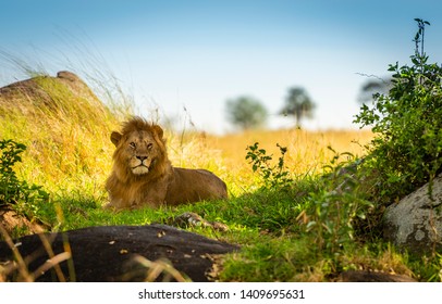 Lion In Serengeti National Park