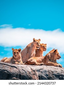 Lion In Serengeti National Park, Tanzania