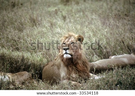 Similar – Image, Stock Photo lion in Masai Mara Kenya