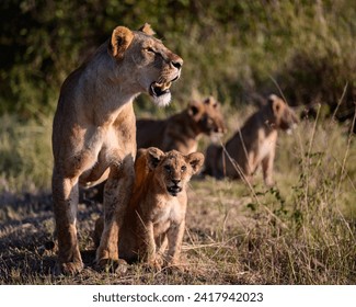 Lion in Serengeti savanna - National Park in Tanzania, Africa, panoramic of wild life - Powered by Shutterstock
