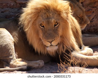 Lion Shot As Aquila Game Reserve 