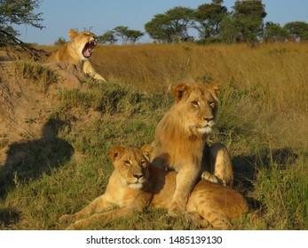 623 Lion Siblings Images, Stock Photos & Vectors | Shutterstock