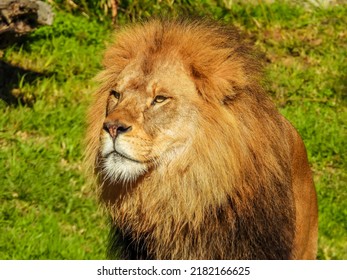 Lion Sits On Grass Sniffing The Air