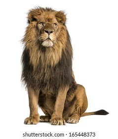 Lion sitting, looking away, Panthera Leo, 10 years old, isolated on white